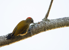 Dryobates passerinus