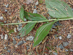 Epipactis helleborine