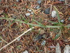 Epipactis helleborine