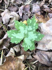 Hydrophyllum canadense