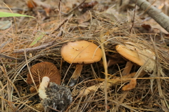 Agaricomycetidae