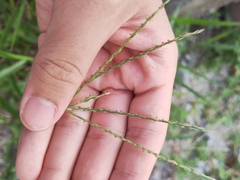 Digitaria sanguinalis
