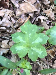 Hydrophyllum canadense