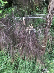 Allocasuarina torulosa
