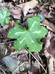 Hydrophyllum canadense