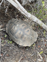 Chelonoidis niger chathamensis