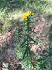 Euthamia leptocephala