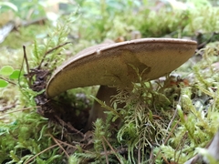 Aureoboletus mirabilis