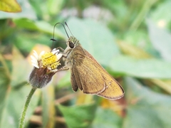 Borbo cinnara
