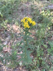 Euthamia leptocephala