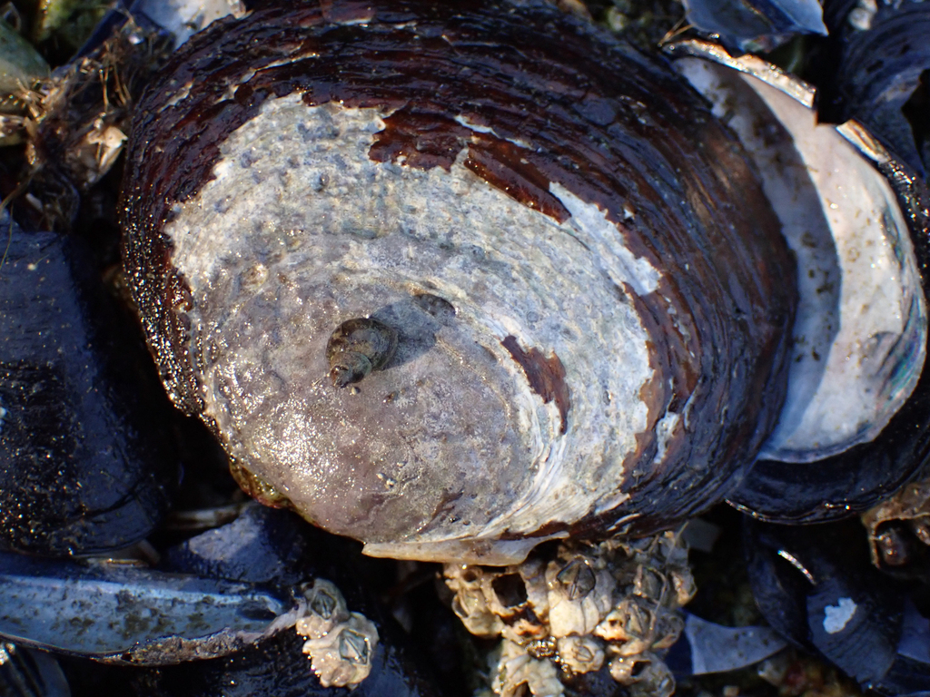 Purple Mahogany Clam from Belcarra, BC, Canada on October 06, 2022 at