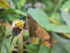 Borbo cinnara