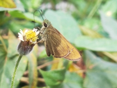 Borbo cinnara