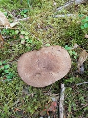 Aureoboletus mirabilis