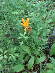 Hemerocallis middendorffii