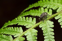Mesosa nebulosa