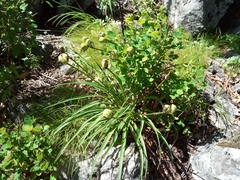 Hemerocallis middendorffii