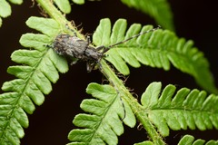 Mesosa nebulosa