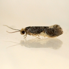 Monopis spilotella