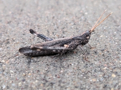 Acantherus piperatus