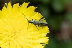 Oedemera