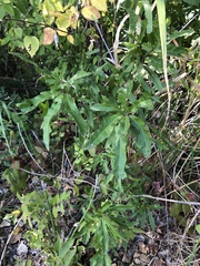 Quercus phellos