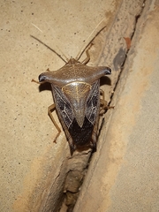 Edessa leucogramma