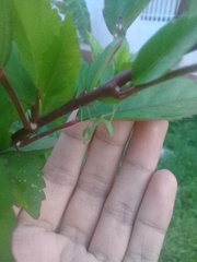 Stagmatoptera femoralis