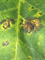 Gnomonia caryae