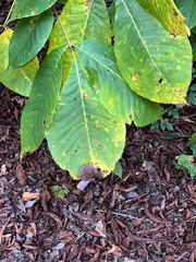 Gnomonia caryae