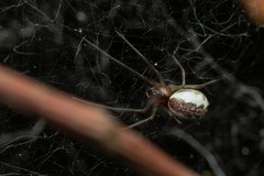 Neriene peltata