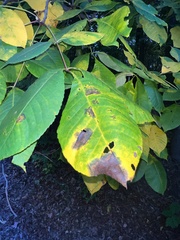 Gnomonia caryae