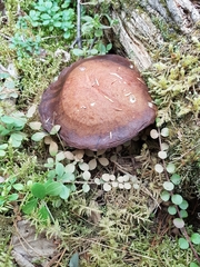Aureoboletus mirabilis