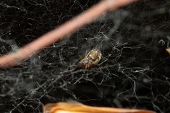 Neriene peltata