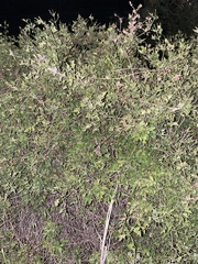 Clematis drummondii