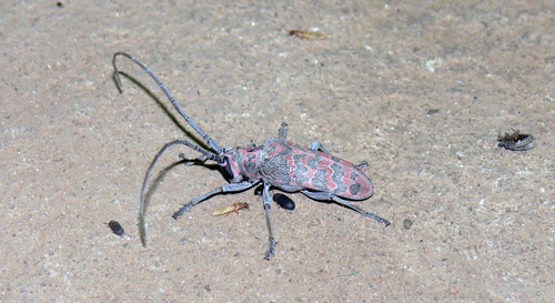 Eurysops insignis