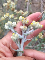 Pseudognaphalium stramineum