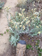 Pseudognaphalium stramineum