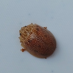 Paropsis