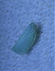 Flatormenis proxima