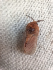 Thoscora