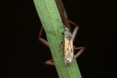 Ischnodemus sabuleti