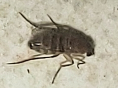 Phoridae