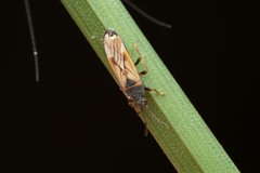 Ischnodemus sabuleti