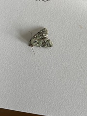Lacinipolia implicata