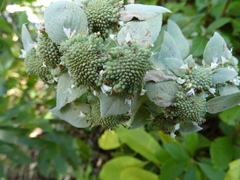 Pycnanthemum muticum