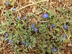 Evolvulus alsinoides