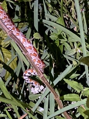 Pantherophis guttatus