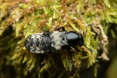 Creophilus maxillosus