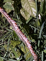 Pantherophis guttatus